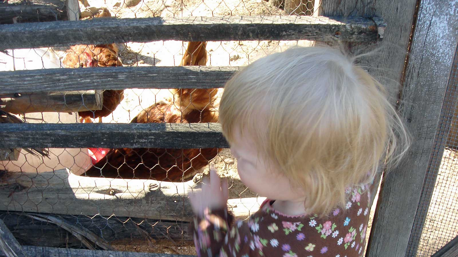 Emily and chickens